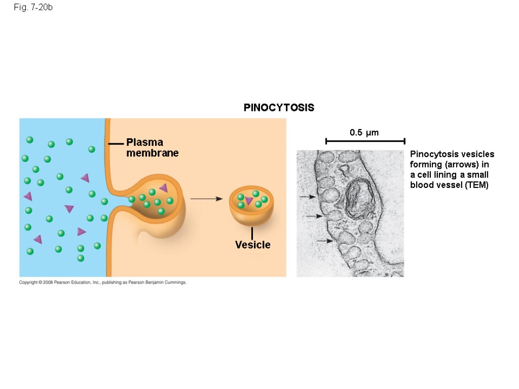 Fig. 7-20b PINOCYTOSIS Plasma membrane Vesicle 0.5 µm Pinocytosis vesicles forming (arrows) in a